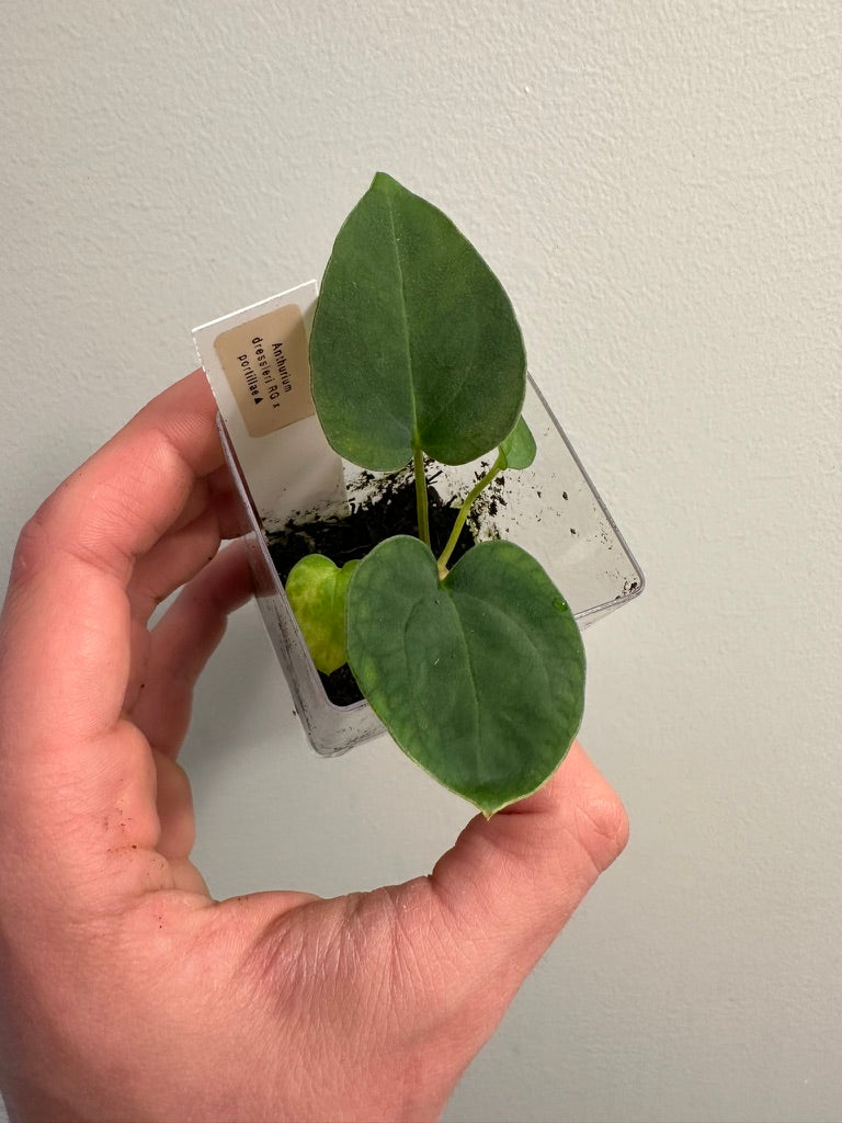 Anthurium dressleri x portillae