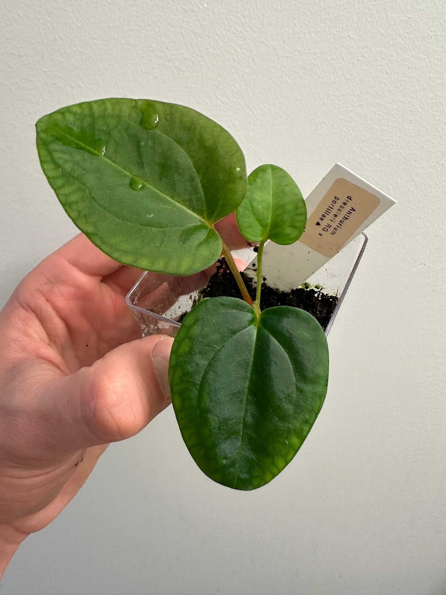 Anthurium dressleri x portillae