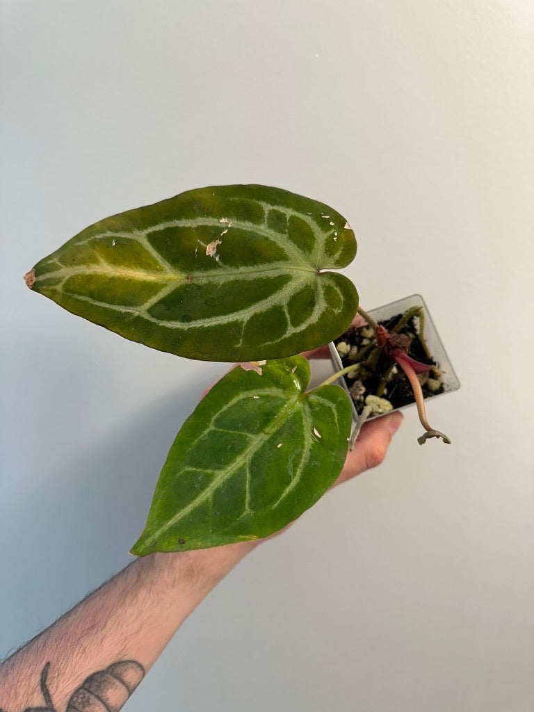 Anthurium 'Dr. Block' x 'red crystalmag' (crystal x magnificum)