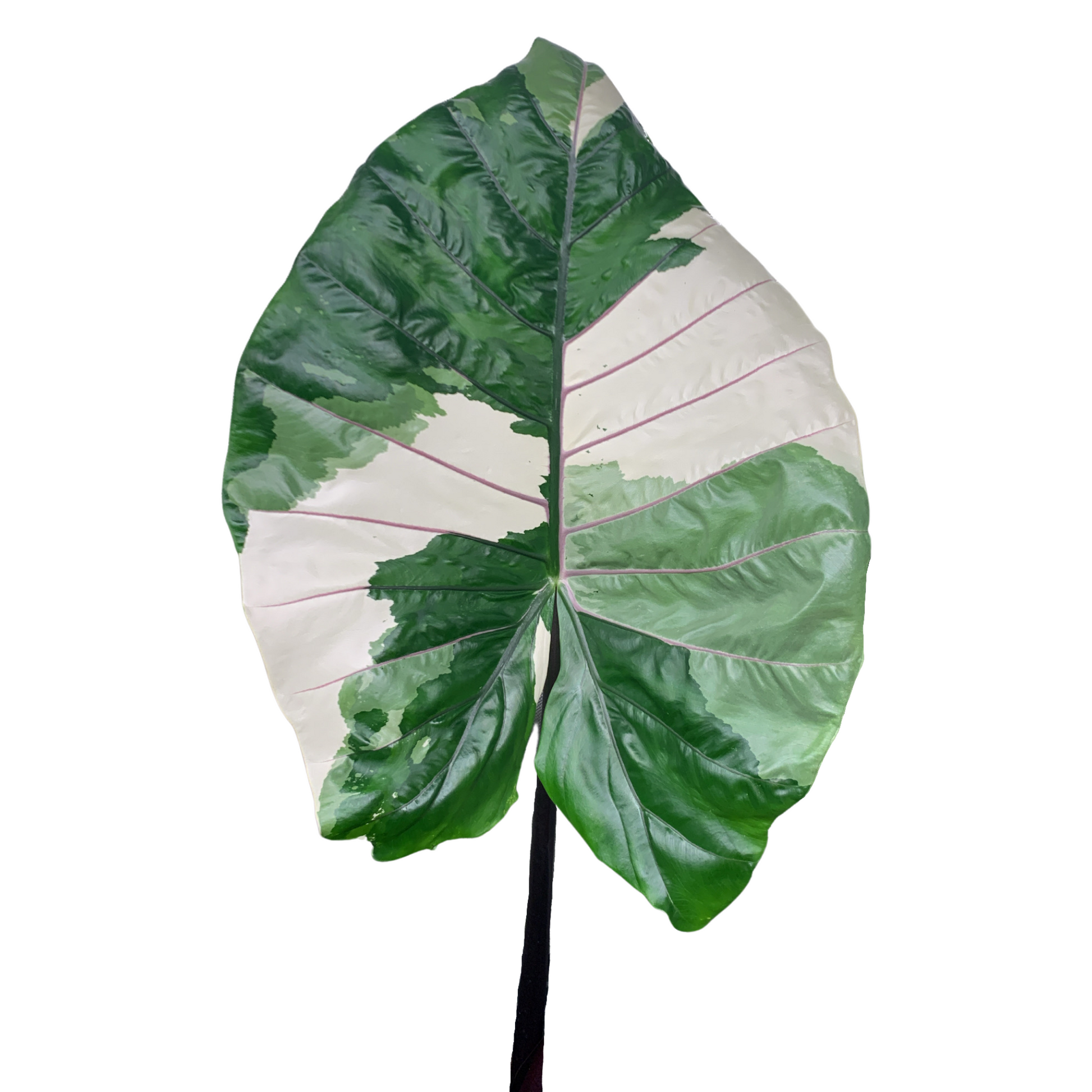 Alocasia macrorrhiza black stem variegated