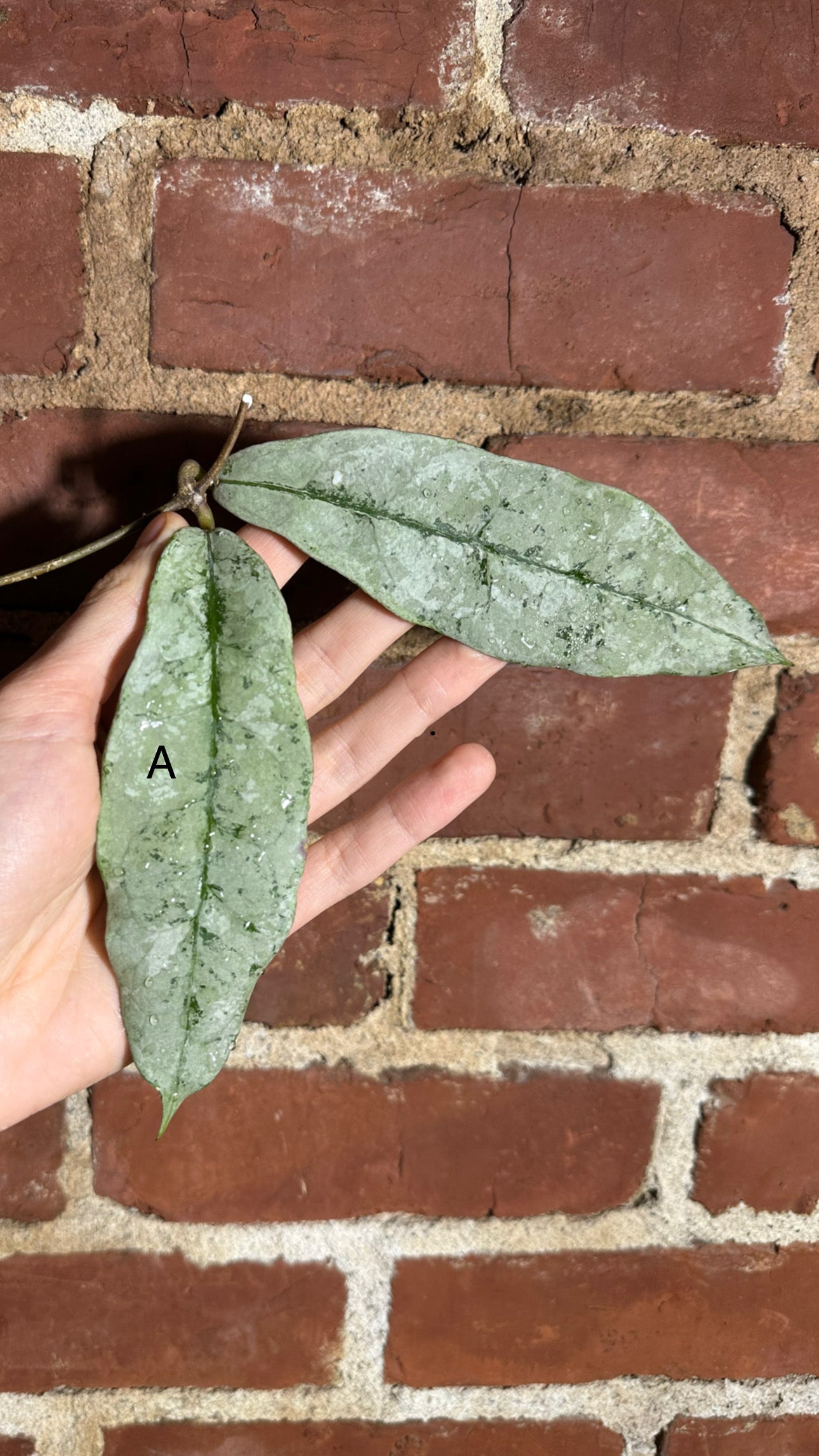 Hoya mitrata / sp. Buntok silver